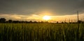 Scene of sunset background with cloudy sky over the rice fields . Royalty Free Stock Photo