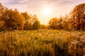 Scene of sunset on a field with grass and trees in golden autumn Royalty Free Stock Photo