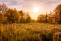 Scene of sunset on a field with grass and trees in golden autumn Royalty Free Stock Photo