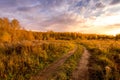 Scene of sunset on a field with grass and trees in golden autumn Royalty Free Stock Photo