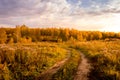 Scene of sunset on a field with grass and trees in golden autumn Royalty Free Stock Photo