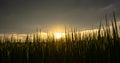 Scene of sunset sky over the rice field with reflection of water drops on green leaves. Royalty Free Stock Photo