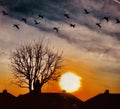 Sunset and a tree silhouette and geese flying over