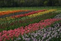 Lovely field of tulips in Holland, Michigan during the Tulip Time Festival Royalty Free Stock Photo