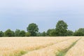 Scene of tractor tracks in the plantation of cereal plants against blue sky Royalty Free Stock Photo