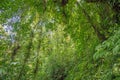 Scene with trees in the dense tropical rain forest Royalty Free Stock Photo