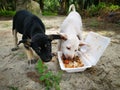 Two abandoned puppies eating from the styrofoam packed food