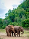 Scene of two friendly Asian little elephants friend walking at the open space near the green nature hill.