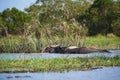Scene of two water buffaloes in the lake