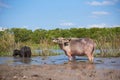 Scene of two water buffaloes in the lake