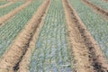 Cultivation of onion Royalty Free Stock Photo