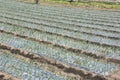 Cultivation of onion Royalty Free Stock Photo