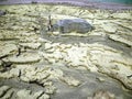 Scene and vegetation in crater Kawah Putih