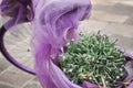 Vintage purple bike with plants on it.