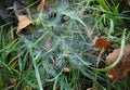 A scene vwith a beautifful Spider web on the green grass covered with dew in autumn cloudy day Royalty Free Stock Photo