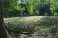 Field of tiny flower in morning light