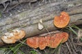 Scene of wild reishi wild fungus on the palm tree branches.