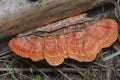 Scene of wild reishi wild fungus on the palm tree branches.