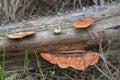 Scene of wild reishi wild fungus on the palm tree branches.