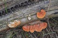 Scene of wild reishi wild fungus on the palm tree branches.