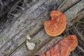 Scene of wild reishi wild fungus on the palm tree branches.