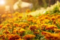 Scene of yellow orange marigold flowers and foliage in the summer garden Royalty Free Stock Photo