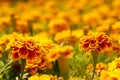 Scene of yellow orange marigold flowers and foliage in the summer garden Royalty Free Stock Photo