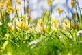 A scene of yellow wild tulips blooming against a backdrop of lush greenery Royalty Free Stock Photo