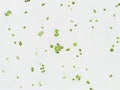 Scenedesmus sp. algae under microscopic view, green algae Royalty Free Stock Photo