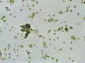 Scenedesmus sp. green algae under microscopic view Royalty Free Stock Photo