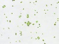 Scenedesmus sp. green algae under microscopic view Royalty Free Stock Photo