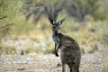 Scenery along Moralana Scenic Drive, Flinders` Ranges, SA, Australia Royalty Free Stock Photo