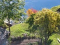 Scenery of Ausserberg in Valais, Switzerland with sheep in a sunny autumnal meadow