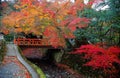 Scenery of autumn foliage with view of a red bridge over a stream in a beautiful Japanese garden Royalty Free Stock Photo