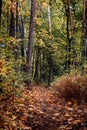 Scenery autumn forest. Fall Woodland path, autumn Mysterious path. October nature landscape. Forest trail scene. Royalty Free Stock Photo