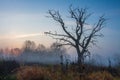 Scenery autumn of meadow and lonely tree in misty morning