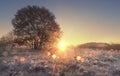 Scenery of autumn nature in morning at sunrise. Sunbeams on autumn meadow with tree. Hoarfrost on yellow grass Royalty Free Stock Photo