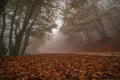 Scenery of autumn nature with vivid foliage and fog in the Park of Monte Cucco Royalty Free Stock Photo