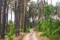 Autumn pine forest. The forest dirt road is illuminated by the rays of the sun making its way through the trees Royalty Free Stock Photo