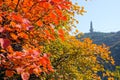 Autumnal Cotinus coggygria forest Royalty Free Stock Photo