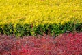 Shrubs in autumn