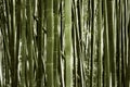 Scenery of bamboo forest Royalty Free Stock Photo