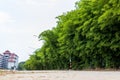 Scenery of bamboo groves fertile with many small green leaves growing Royalty Free Stock Photo