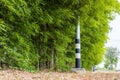 Scenery of bamboo groves fertile with many small green leaves growing Royalty Free Stock Photo