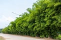 Scenery of bamboo groves fertile with many small green leaves growing Royalty Free Stock Photo