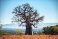 Ruaha National Park Royalty Free Stock Photo