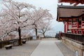 Scenery of beautiful cherry blossom Sakura trees by traditional Japanese wooden architectures in majestic Kiyomizu Dera