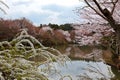 Scenery of beautiful cherry blossom trees  sakura  by the lake in Ryogen-in temple garden in Kyoto, Japan Royalty Free Stock Photo