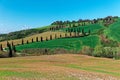 Scenery of a beautiful cypress road winding up a hill of green meadows at La Foce in springtime