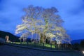 Scenery of beautiful Daigo-zakura, a huge 1000-year-old cherry blossom tree Royalty Free Stock Photo